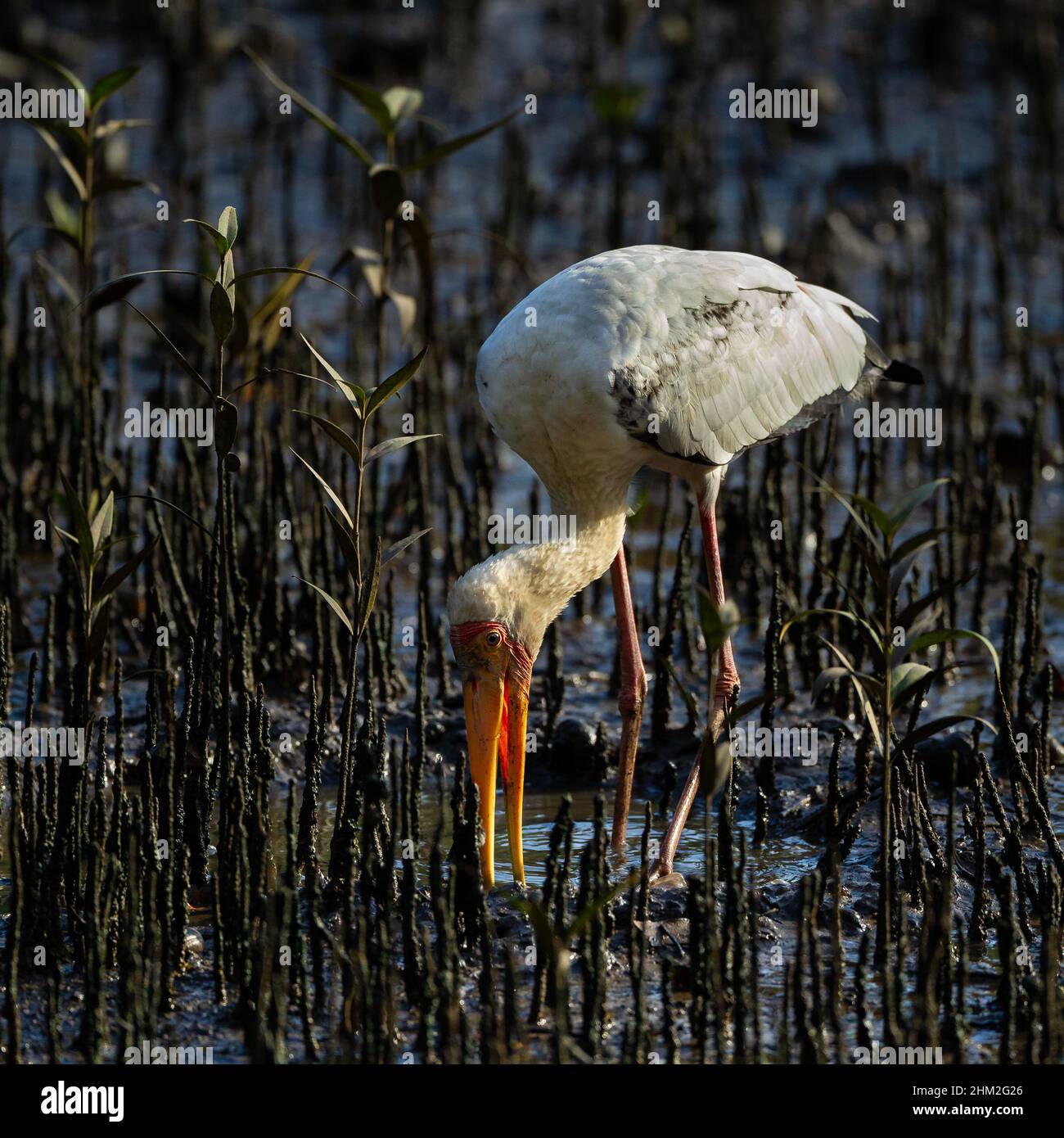 Milky Stork in the mangroves Stock Photo