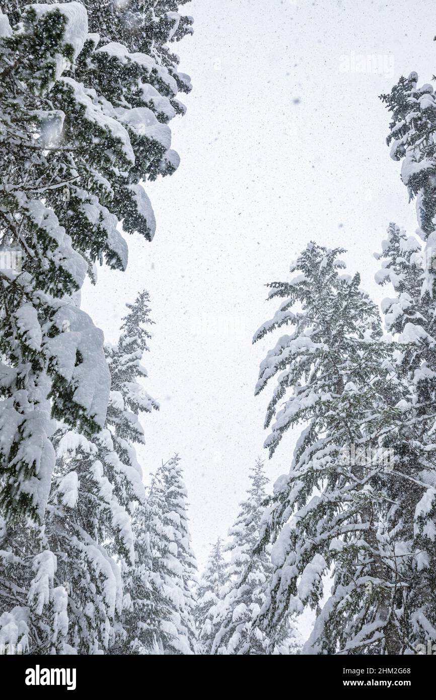 Heavy snow falling from the sky over trees in the cascades of Washington State. Stock Photo