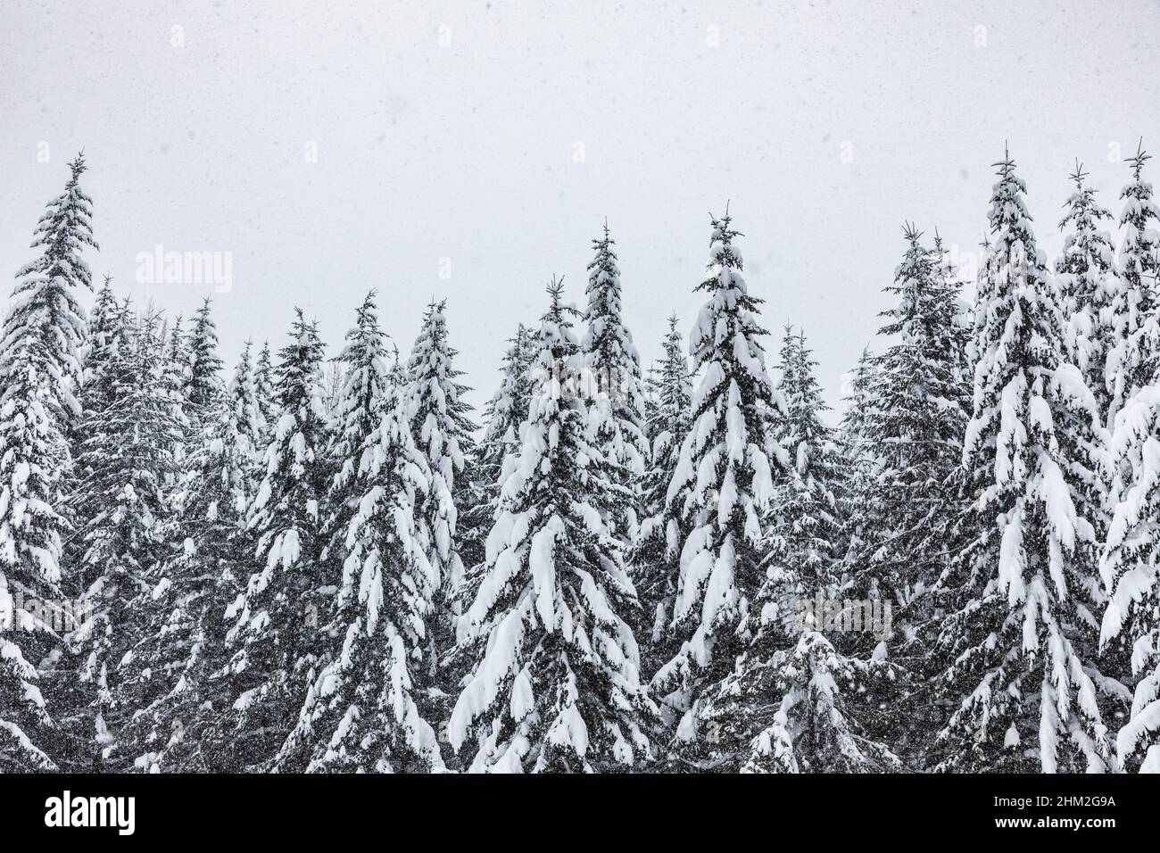 Heavy snow falling from the sky over trees in the cascades of Washington State. Stock Photo