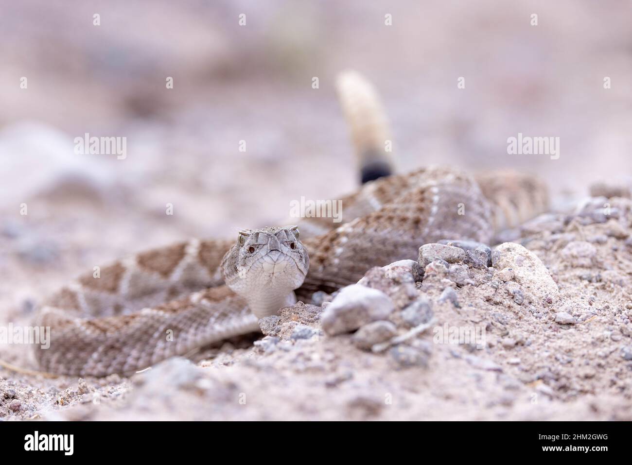 Western Diamond-backed Rattlesnake, (Crotalus atrox), Bosque del Apache ...