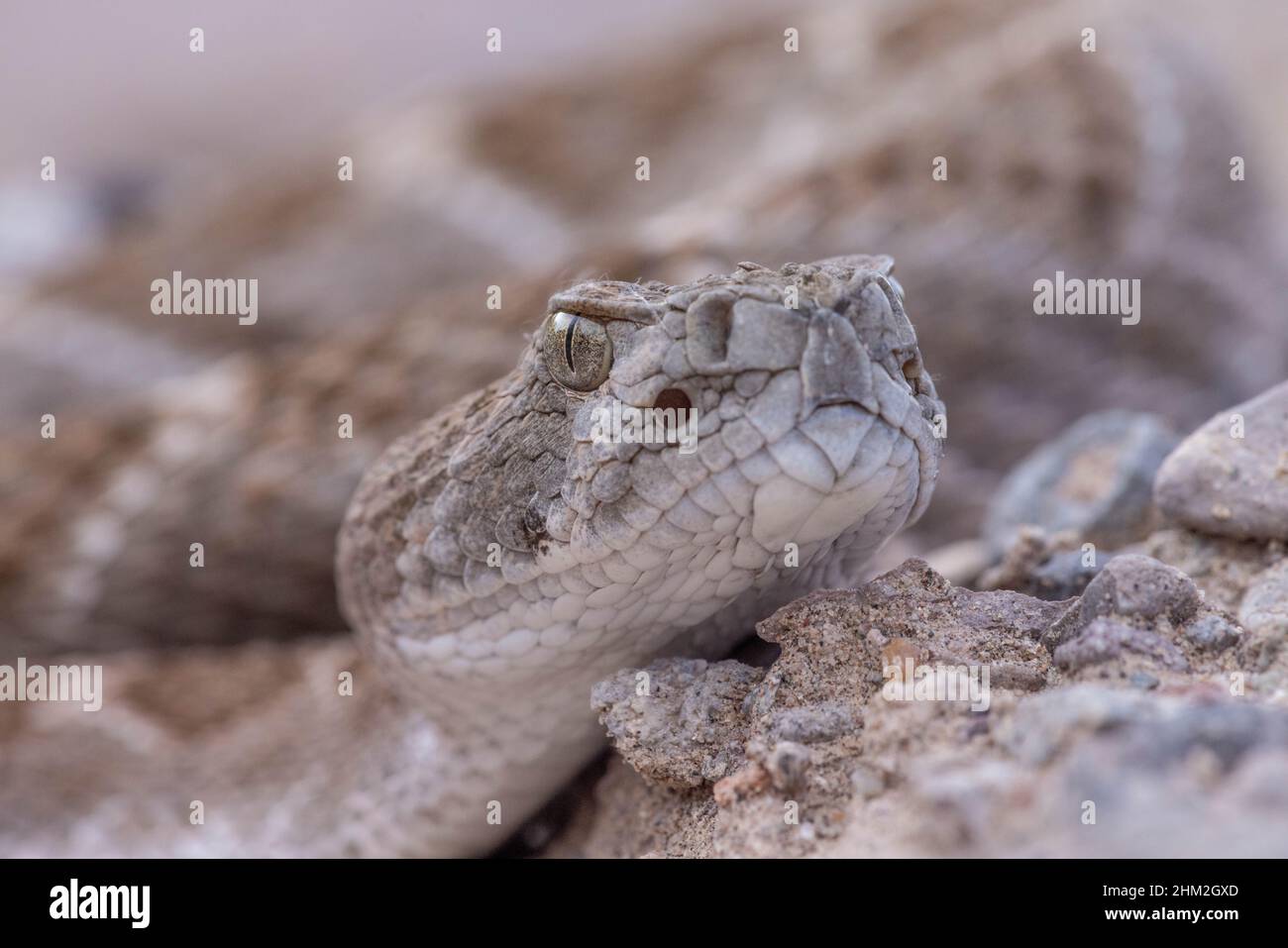 Western Diamond-backed Rattlesnake, (Crotalus atrox), Bosque del Apache ...