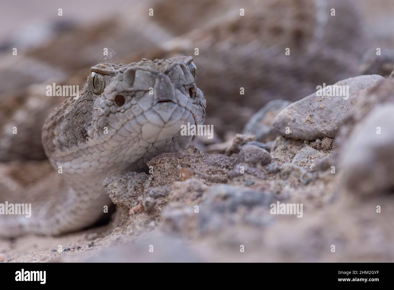 Rattlesnake canyon new mexico hi-res stock photography and images - Alamy