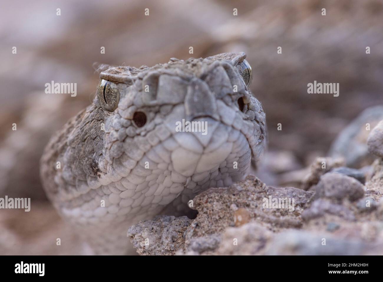 Rattlesnake canyon new mexico hi-res stock photography and images - Alamy