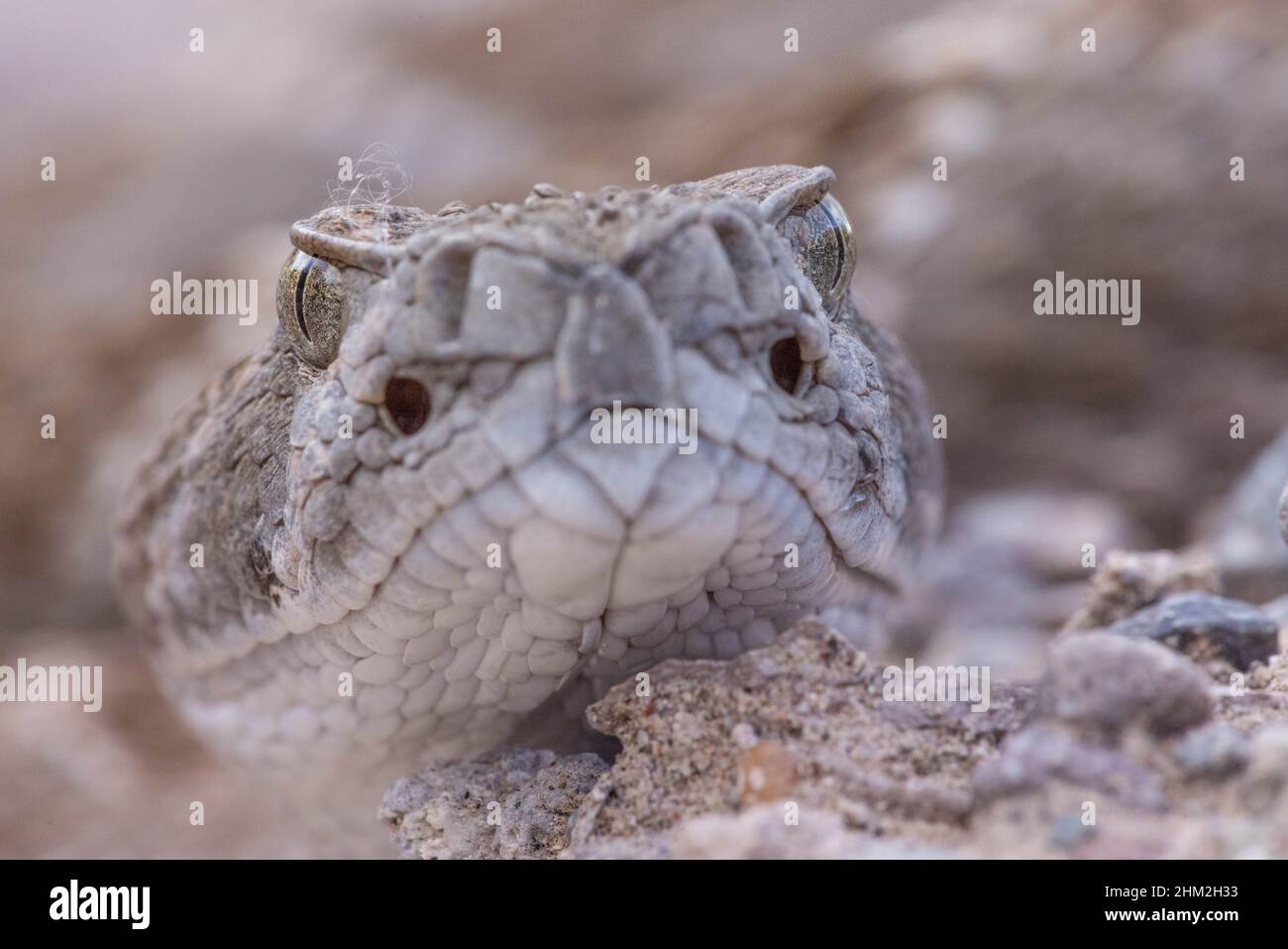 Western Diamond-backed Rattlesnake, (Crotalus atrox), Bosque del Apache ...