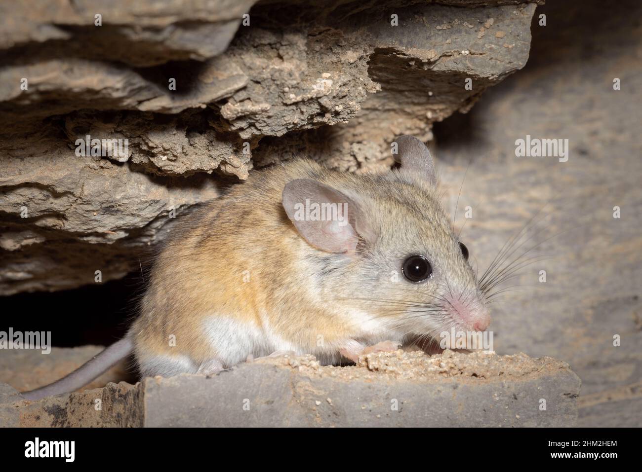 Cactus Mouse, (Peromyscus eremicus), Sierra co., New Mexico, USA Stock  Photo - Alamy