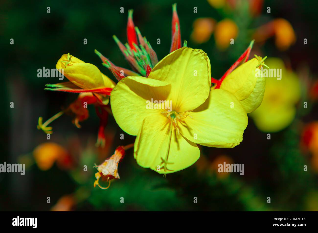 Moonlight blooming flowers . Flower with yellow spread petals Stock Photo