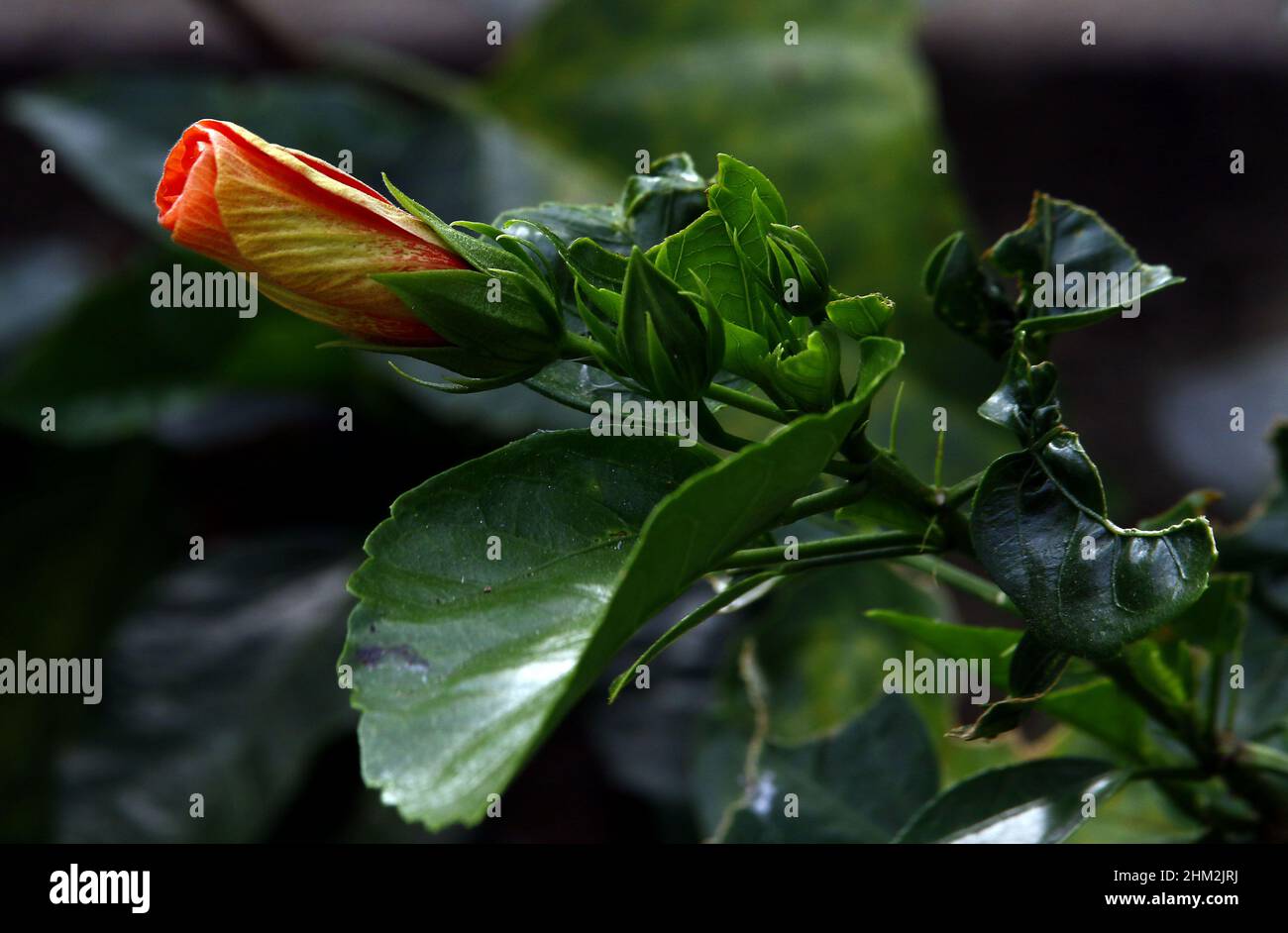 Valencia, Carabobo, Venezuela. 6th Feb, 2022. February 06, 2022. Flor de cayena (hibiscus rosa-sinensis). Foto: Juan Carlos Hernandez (Credit Image: © Juan Carlos Hernandez/ZUMA Press Wire) Stock Photo