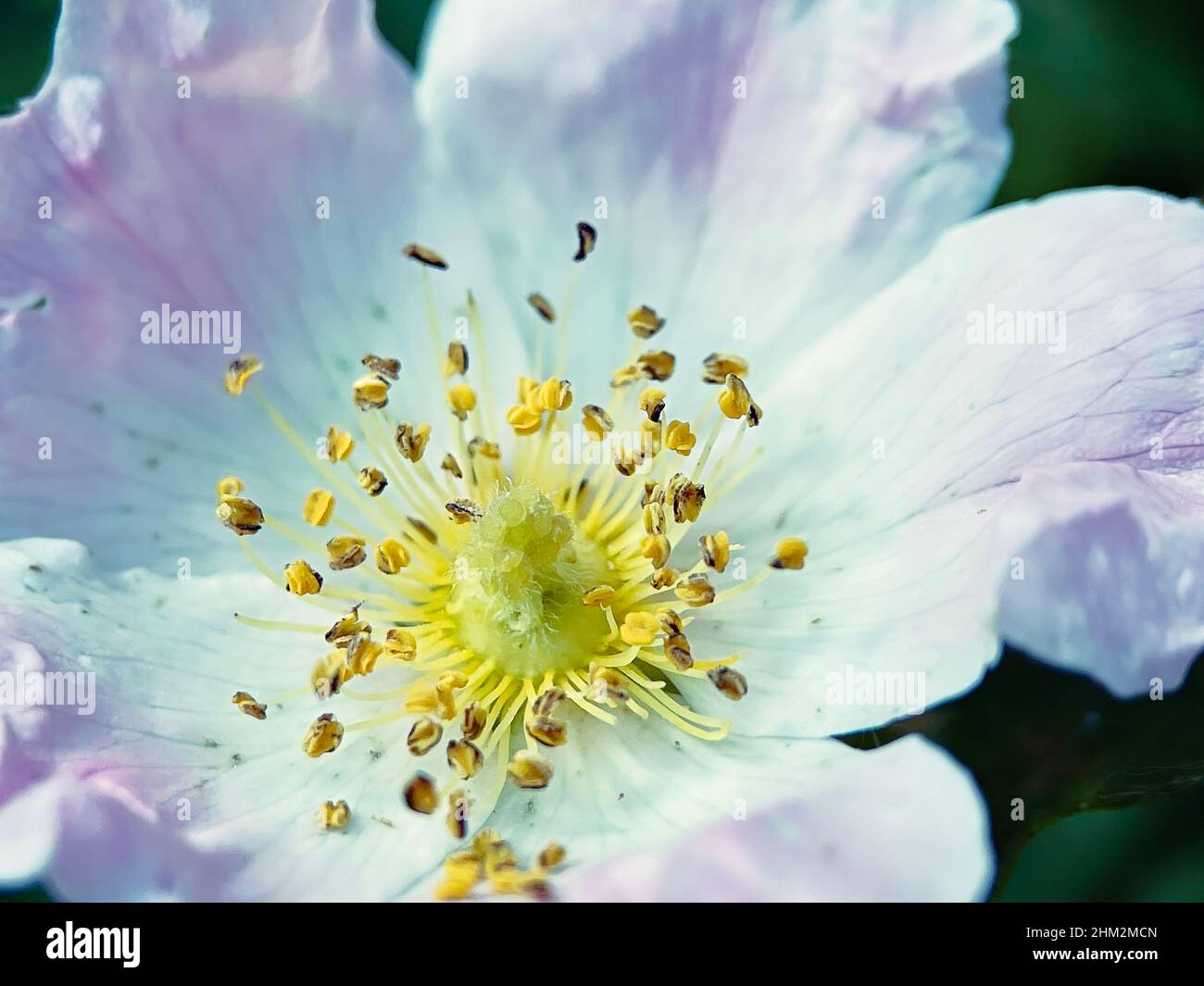 Macro Close up of flower with pollen Stock Photo