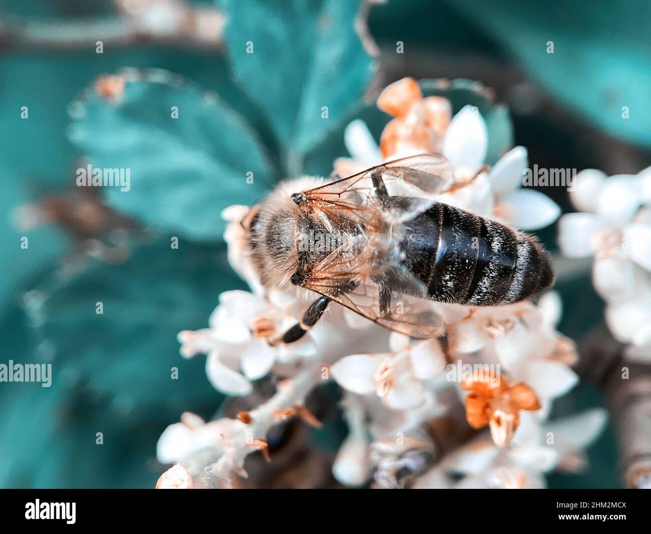 Black Forest honeybee working on flowers Stock Photo