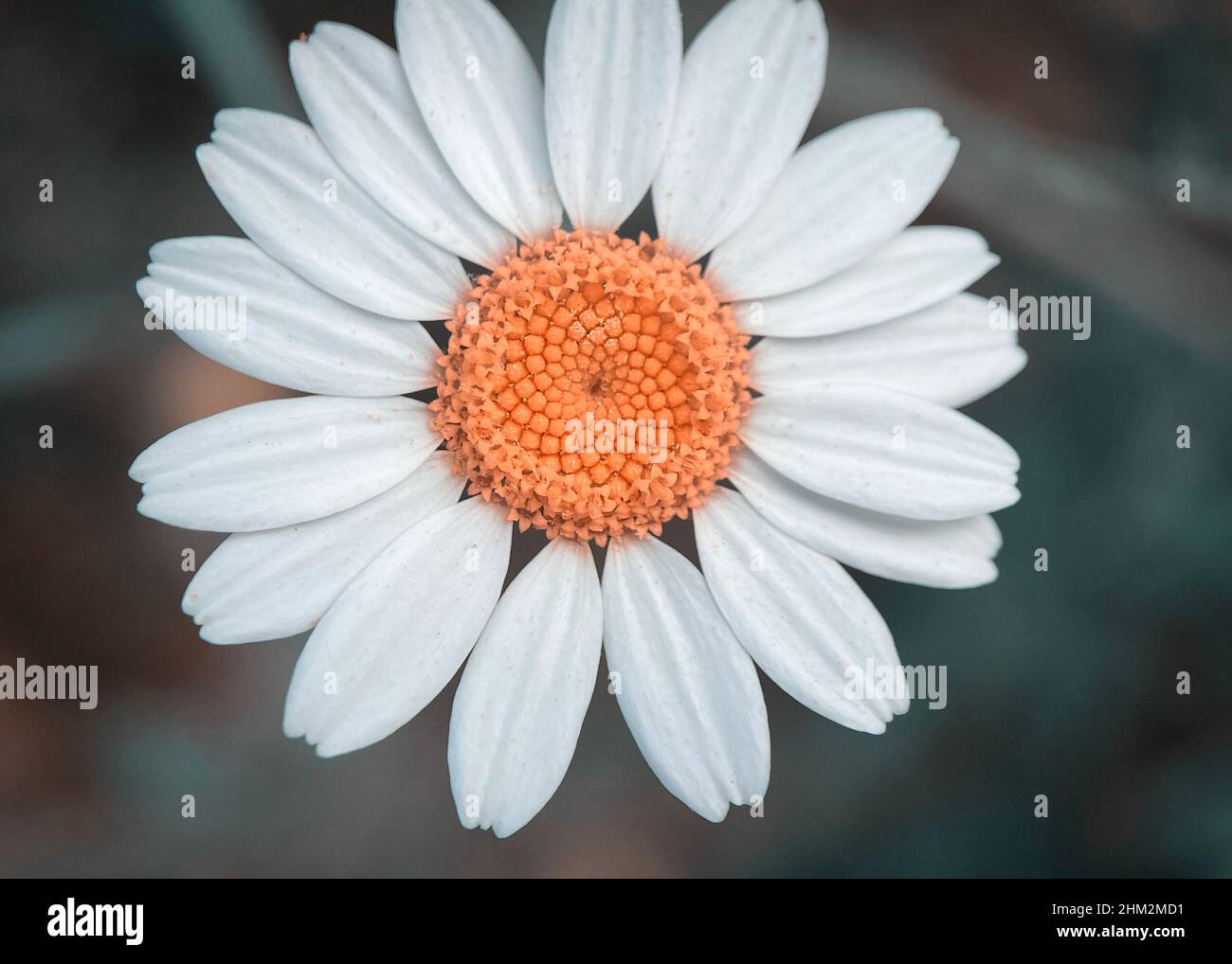 Macro shot of Chamomile or daisy flower fibonacci pattern Stock Photo