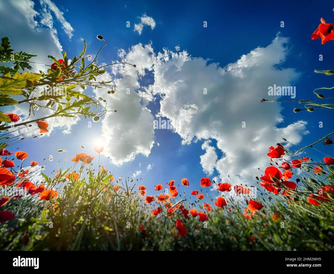 Field violet corn poppy hi-res stock photography and images - Alamy