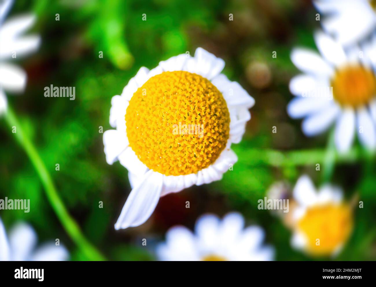 Macro photography of Chamomile flower Stock Photo