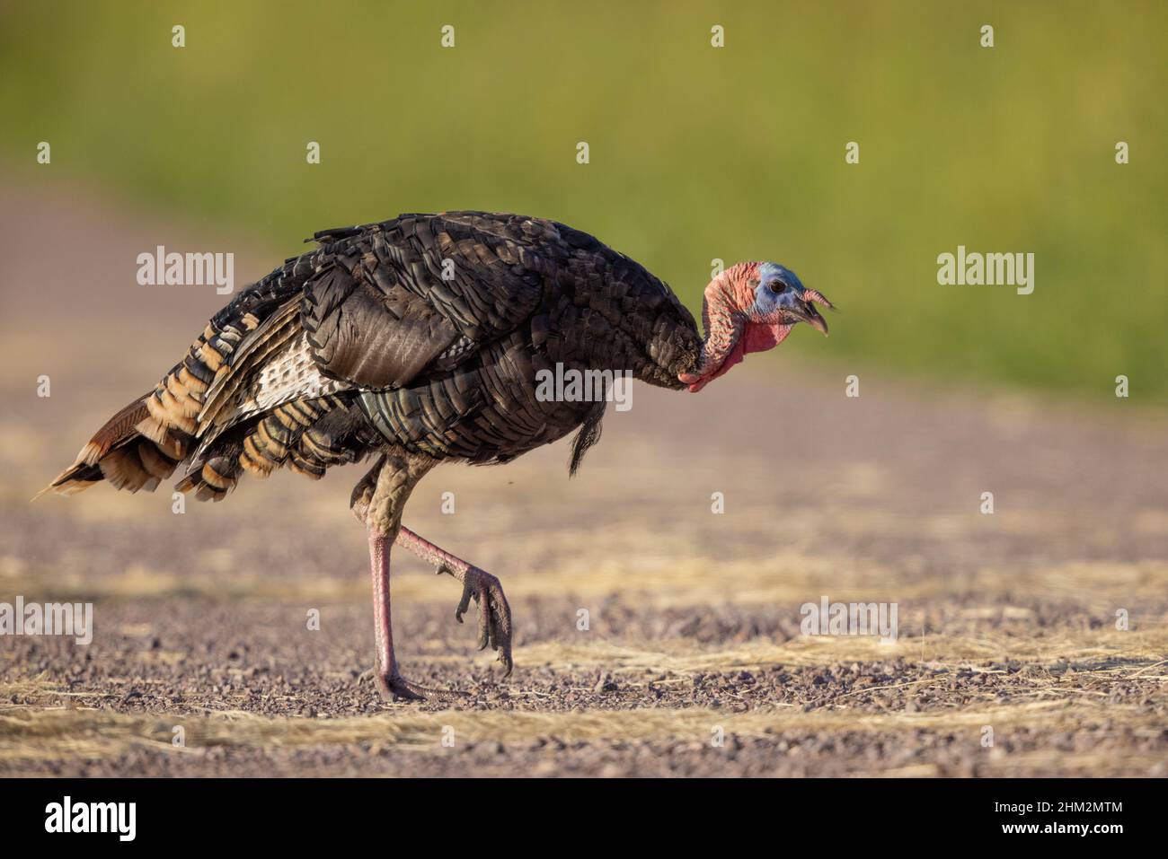 Rio Grande Wild Turkey High Resolution Stock Photography And Images Alamy
