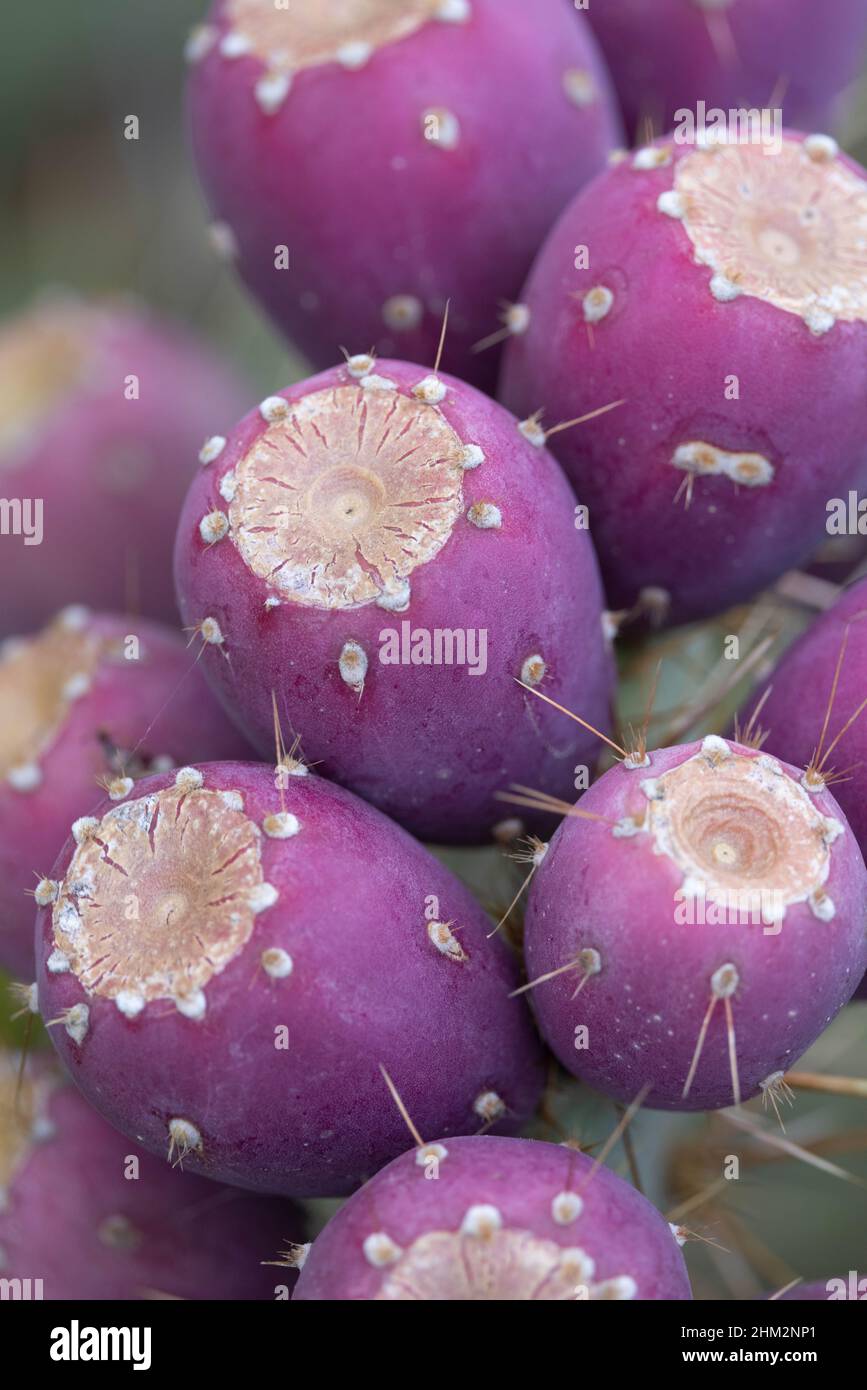 Engleman's Prickly Pear fruits, Bosque del Apache National Wildlife Refuge, New Mexico, USA. Stock Photo