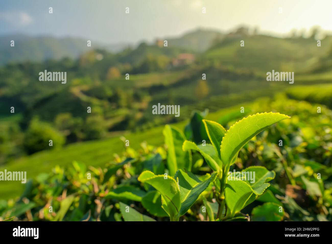 Green tea leaves close up on the beautiful tea garden in Rize, Turkey ...