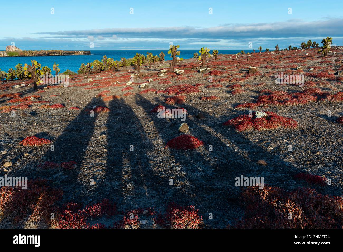 Tourist shadows on Galapagos South Plaza island landscape at sunset with prickly pear cactus and red sesuvium plant, Galapagos national park, Ecuador. Stock Photo