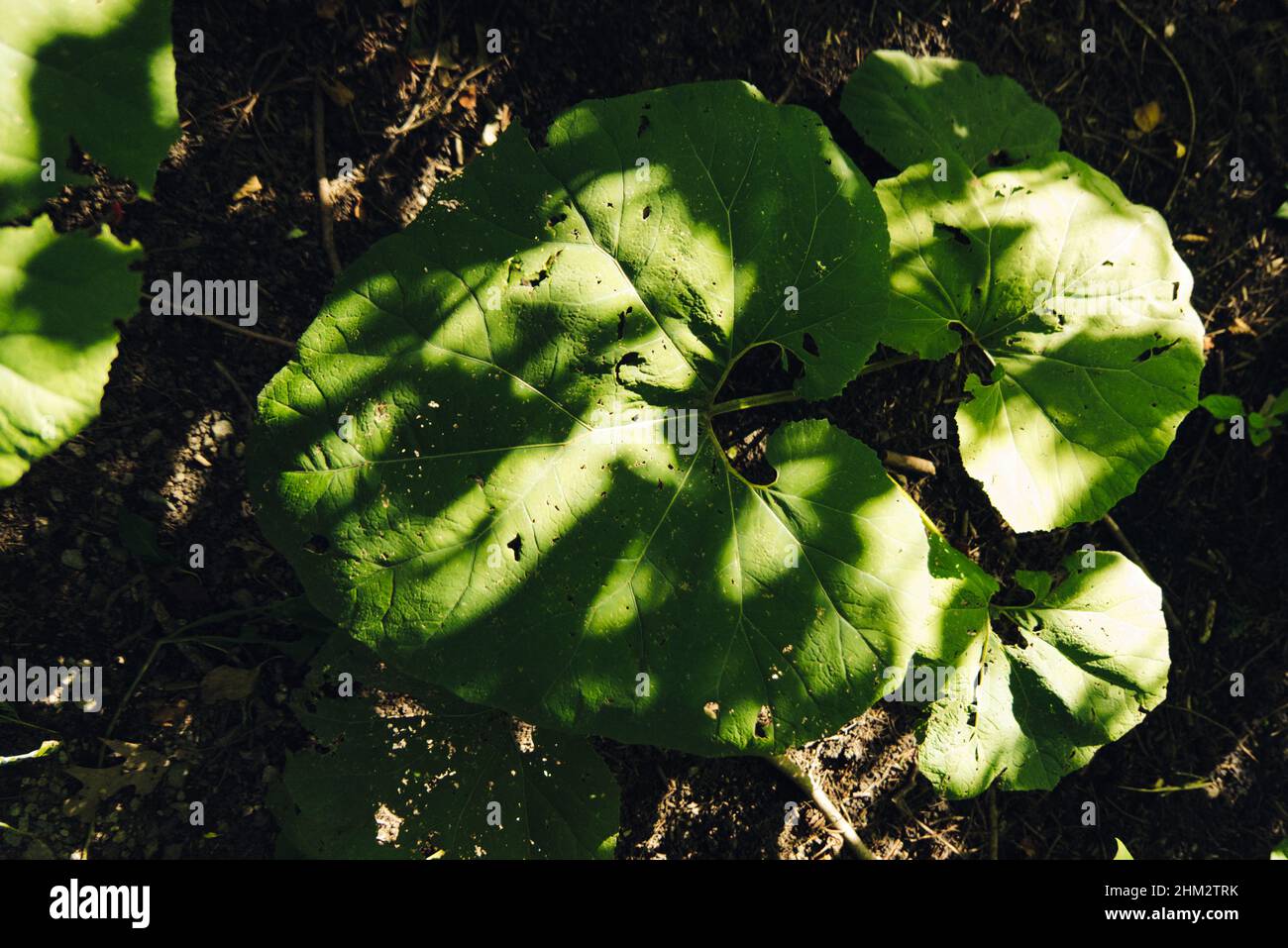 Top view selective focus shot of large green leaves growing in the garden on a sunny day Stock Photo