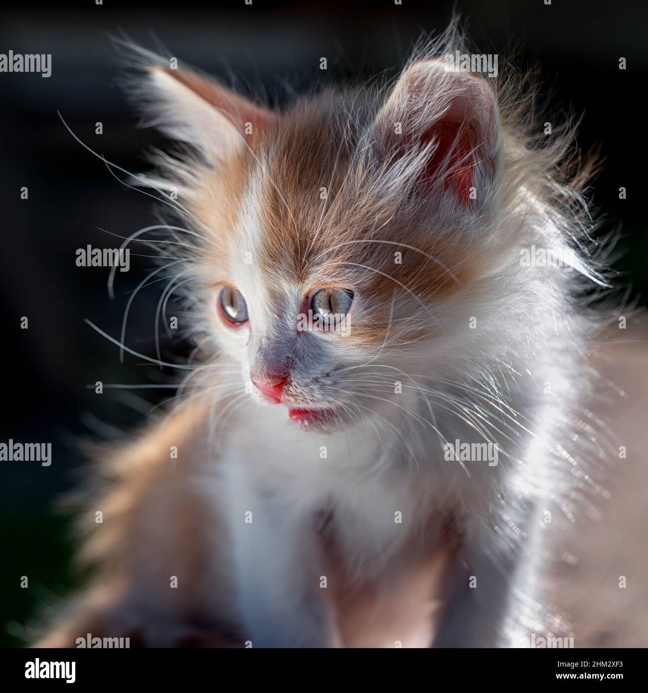 https://c8.alamy.com/comp/2HM2XF3/little-ginger-kitten-sitting-outdoor-2HM2XF3.jpg