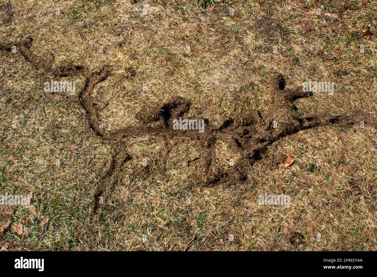 Meadow Vole Runway and Tunnels made under the snow appearing in spring