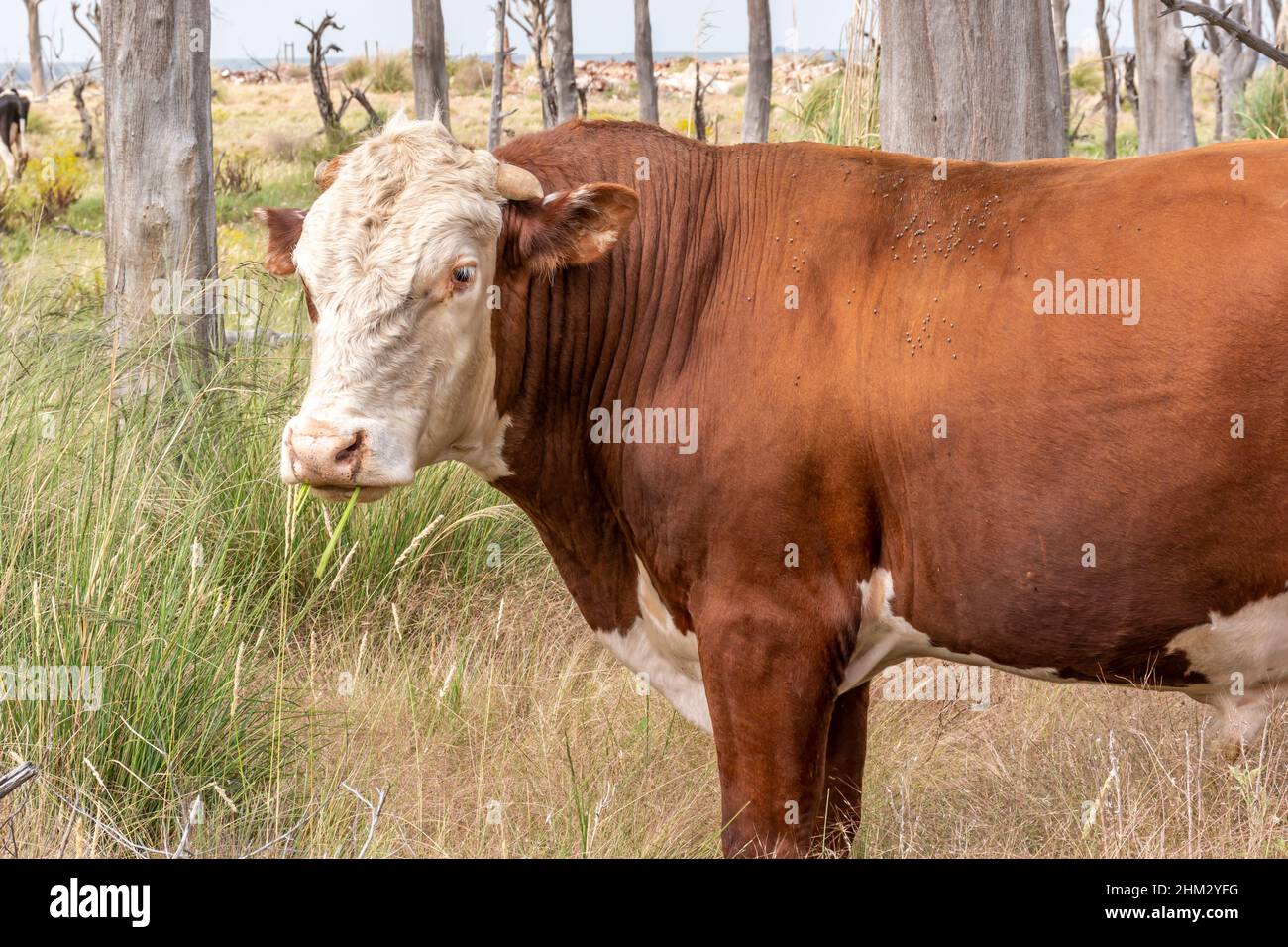 Closeup portrait of a Hereford cattle cow in the farm Stock Photo - Alamy