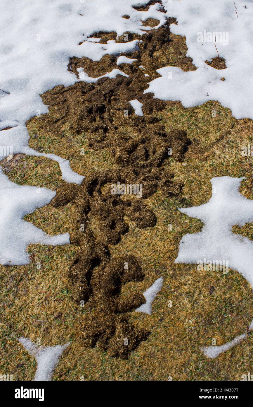 Meadow Vole Runway and Tunnels made under the snow appearing in spring