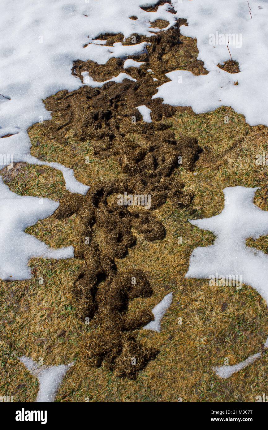 Meadow Vole Runway and Tunnels made under the snow appearing in spring in a field in Pennsylvania's Pocono Mountains. Stock Photo
