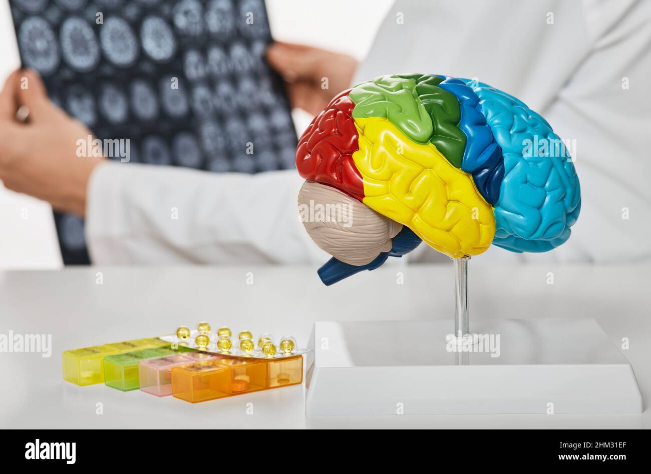 Anatomical model of human brain on doctor's table over background neurologist analyzing results of MRI scan of patient brain at medical hospital Stock Photo