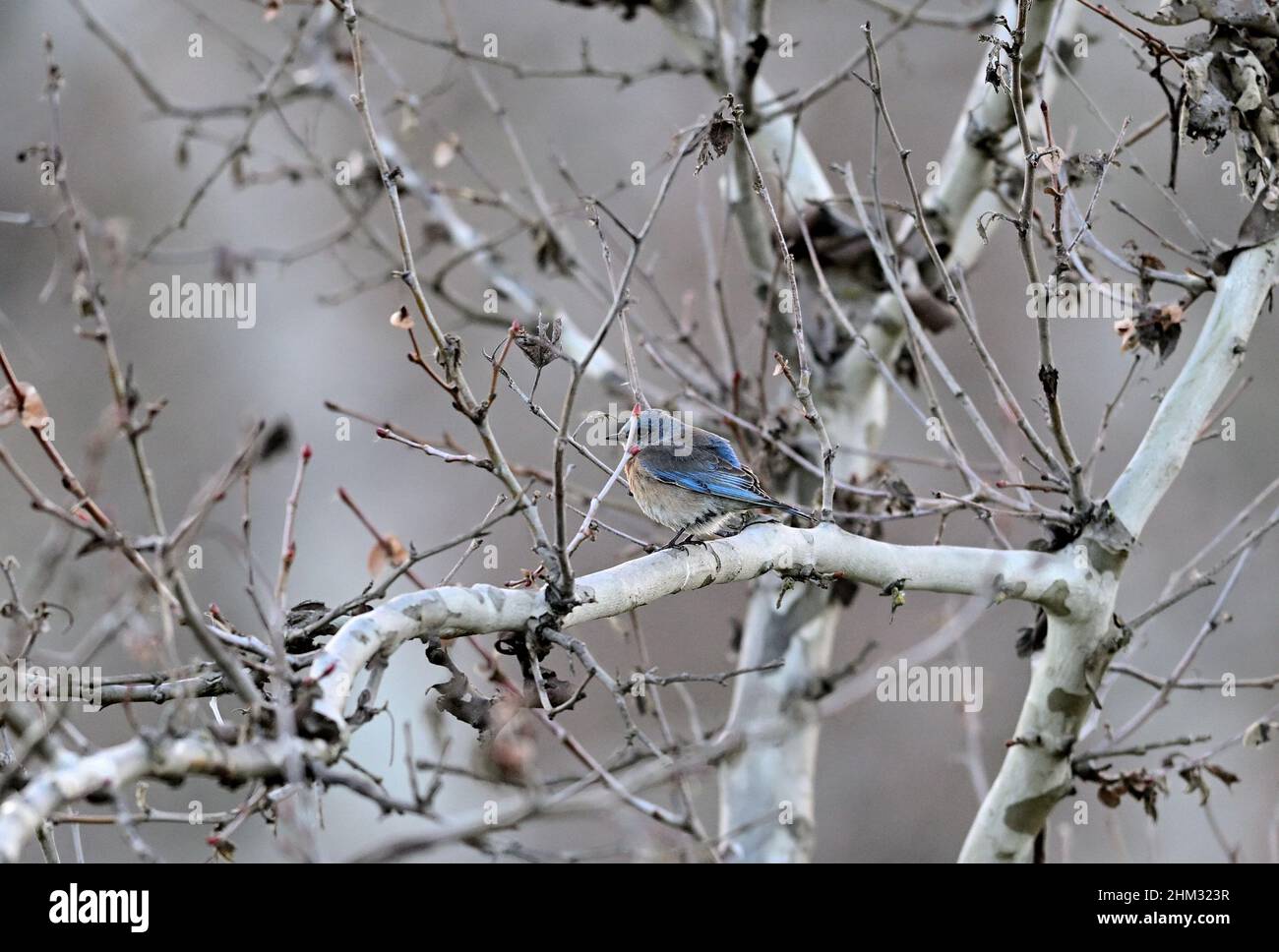 Western Bluebird - Sialia mexicana Stock Photo - Alamy