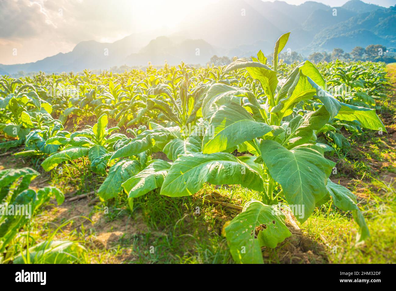 Tobacco Agriculture plant field with countryside beautiful mountain hill background. Stock Photo