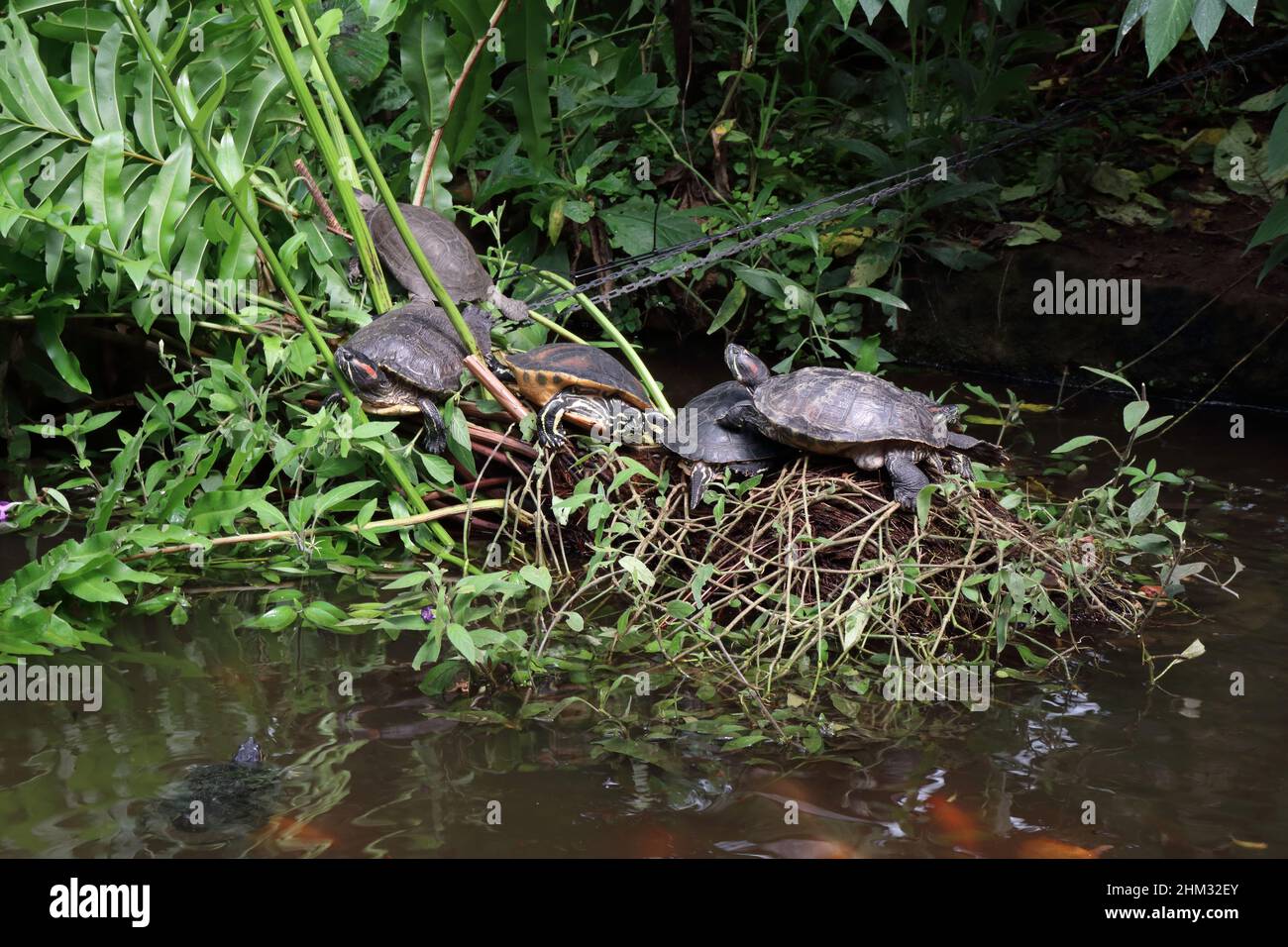 Red Eared Sliders at Tropical Butterfly House, Anston, South Yorkshire, England, UKTrachemys scripta elegans Stock Photo