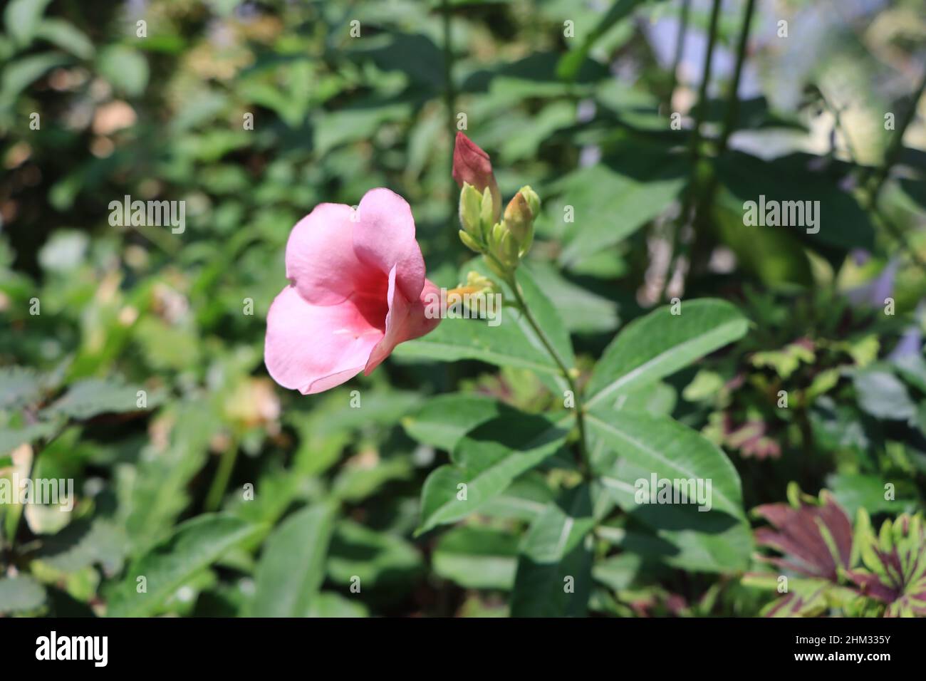 Closeup of blooming pink allamanda flower in the garden Stock Photo