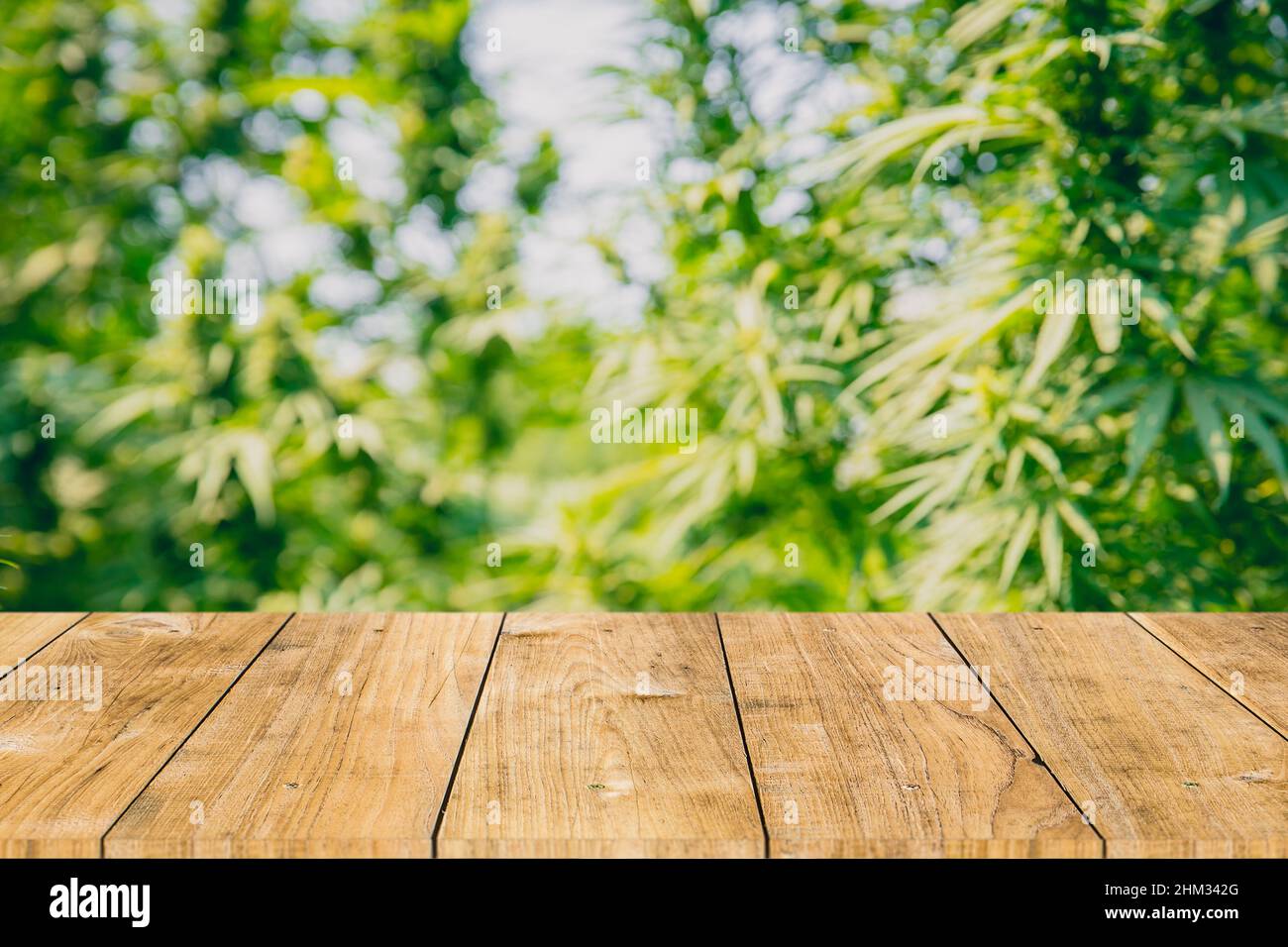 Cannabis sativa or Marijuana green plant with wood table space for hemp oil products montage background Stock Photo