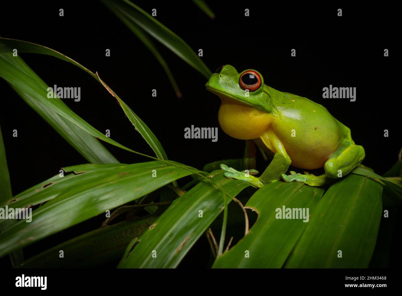 ed-eyed Tree Frog (Litoria chloris) croaking on a rainforest palm leaf at night. Currumbin, Queensland, Australia Stock Photo