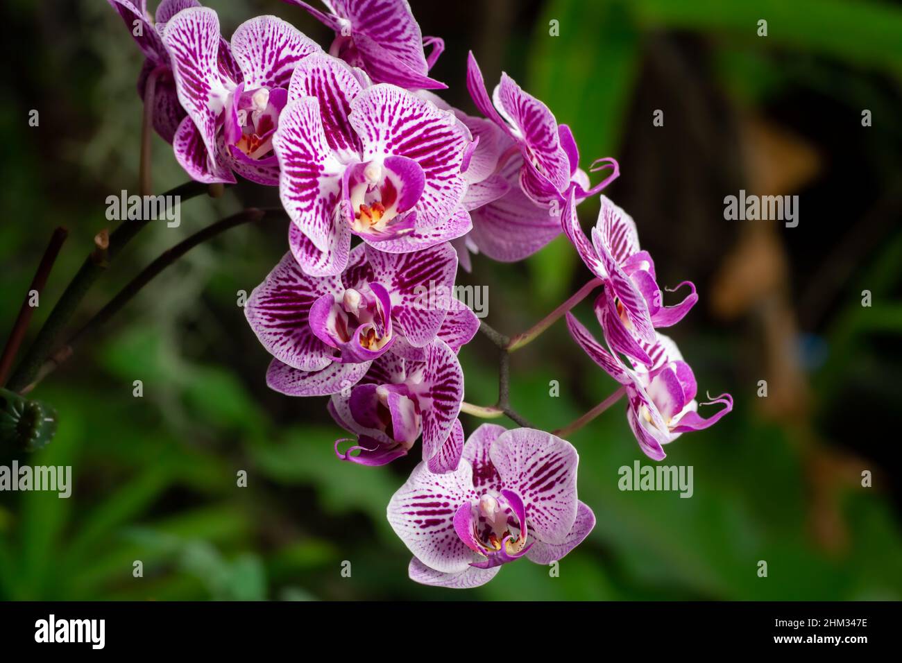 Purple Phalaenopsis or Doritaenopsis orchids with green nature background. Selective focus. Close up. Beautiful floral background. Stock Photo