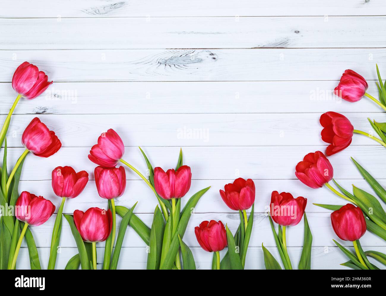 red tulips flowers on light background. High top view. Stock Photo