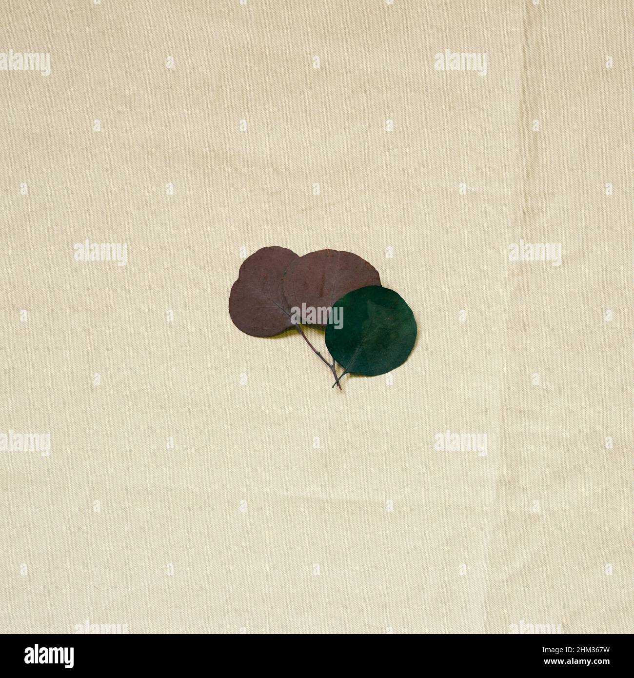 Dry leaf decor on beige fabric background. top view, copy space Stock Photo