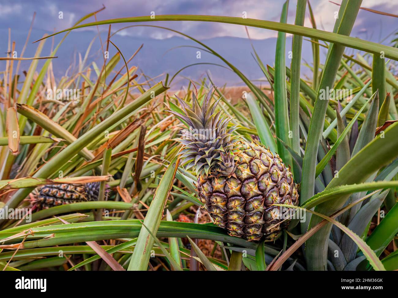 Tropical pineapple fruits on plantation of El Hierro island Stock Photo