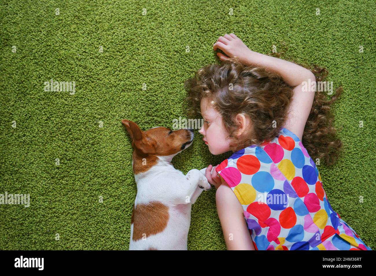 Little girl embracing puppy jack russell and lying on green carpet. High top view. Stock Photo