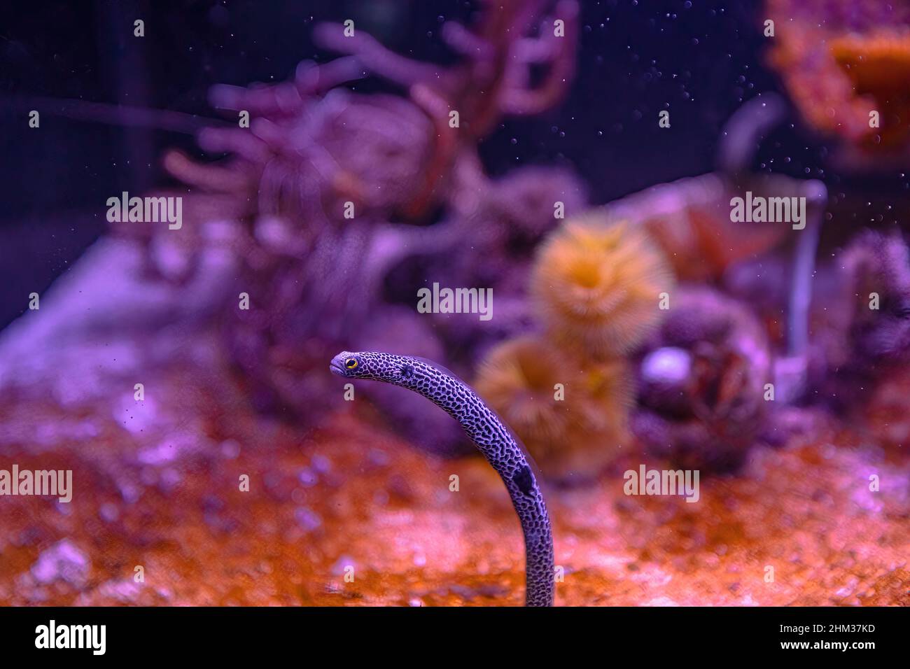 Spotted garden eel of aquarium with anemone in coral reef. Heteroconger hassi species living in Indo-Pacific seas, from Red Sea to Polynesia and Stock Photo