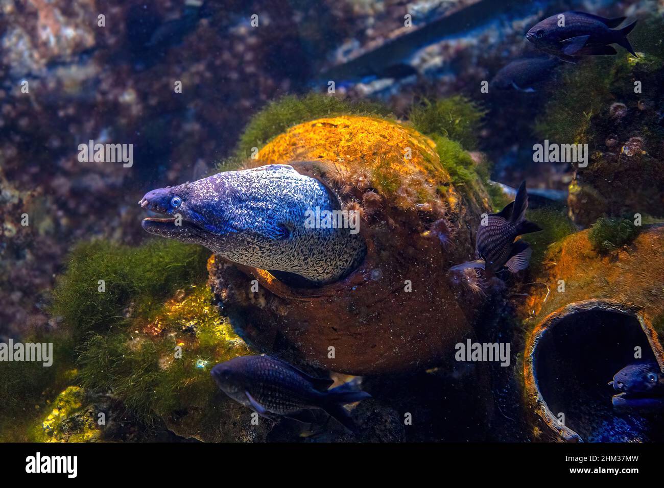 Atlantic ocean underwater hi-res stock photography and images - Alamy