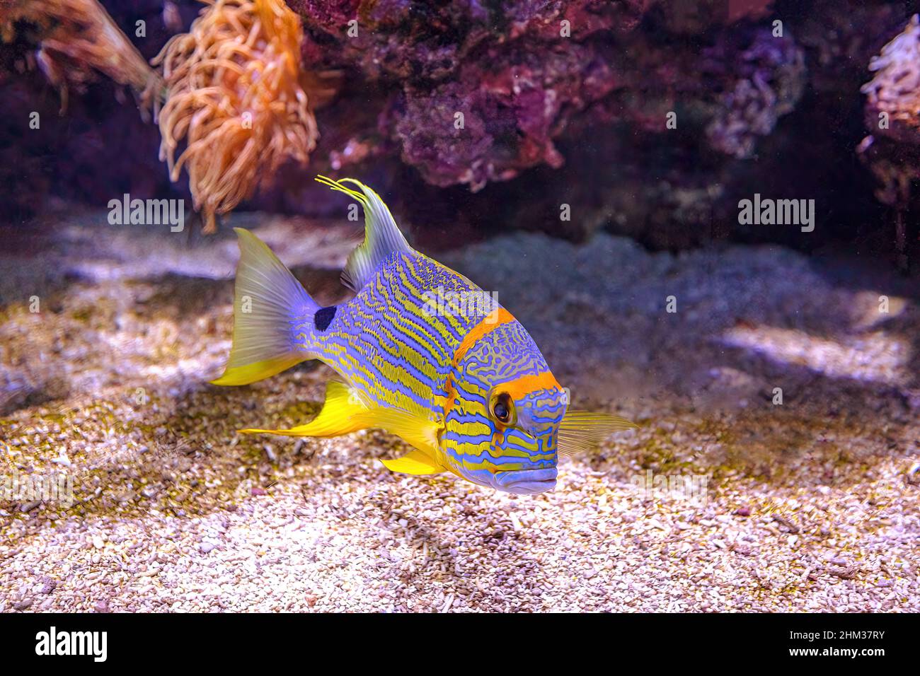 Sailfin snapper fish or blue-lined sea bream in coral reef. Symphorichthys spilurus species living in eastern Indian Ocean and the western Pacific Stock Photo