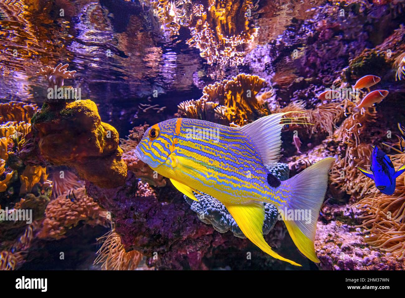 Close up of a Sailfin snapper fish or blue-lined sea bream in coral reef. Symphorichthys spilurus species living in Indian Ocean and western Pacific Stock Photo