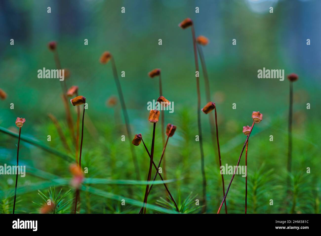 A Macro photo of moss sporophytes in the forest, shallow depth of field, beautiful soft bokeh Stock Photo