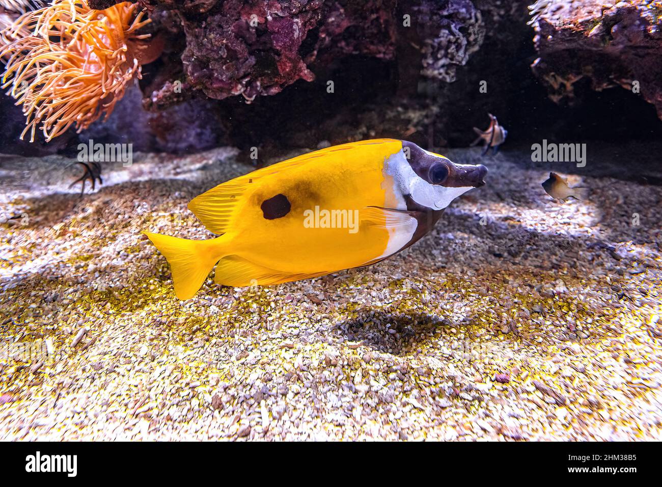 Foxface rabbitfish: Siganus vulpinus species of family Siganidae. Fish of the Indian and Pacific Oceans, Australia and Hawaii. Colorful surgeonfish in Stock Photo