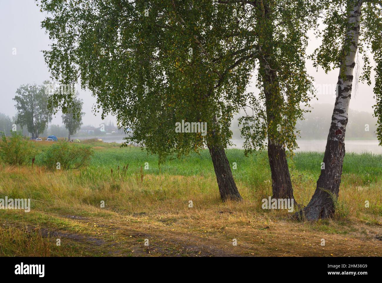 Hanging tree branches siberia hi-res stock photography and images - Alamy