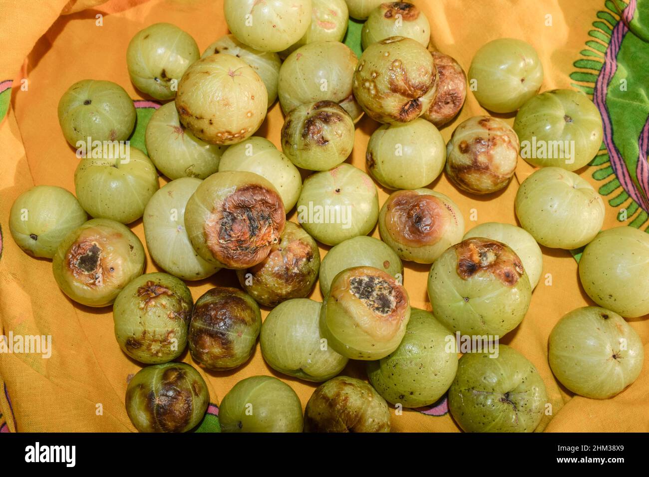 Rotten Amla or Indian gooseberry fruits after harvest. Over ripe fruit rot black spots brown spots fungus molds spoilt damage Stock Photo