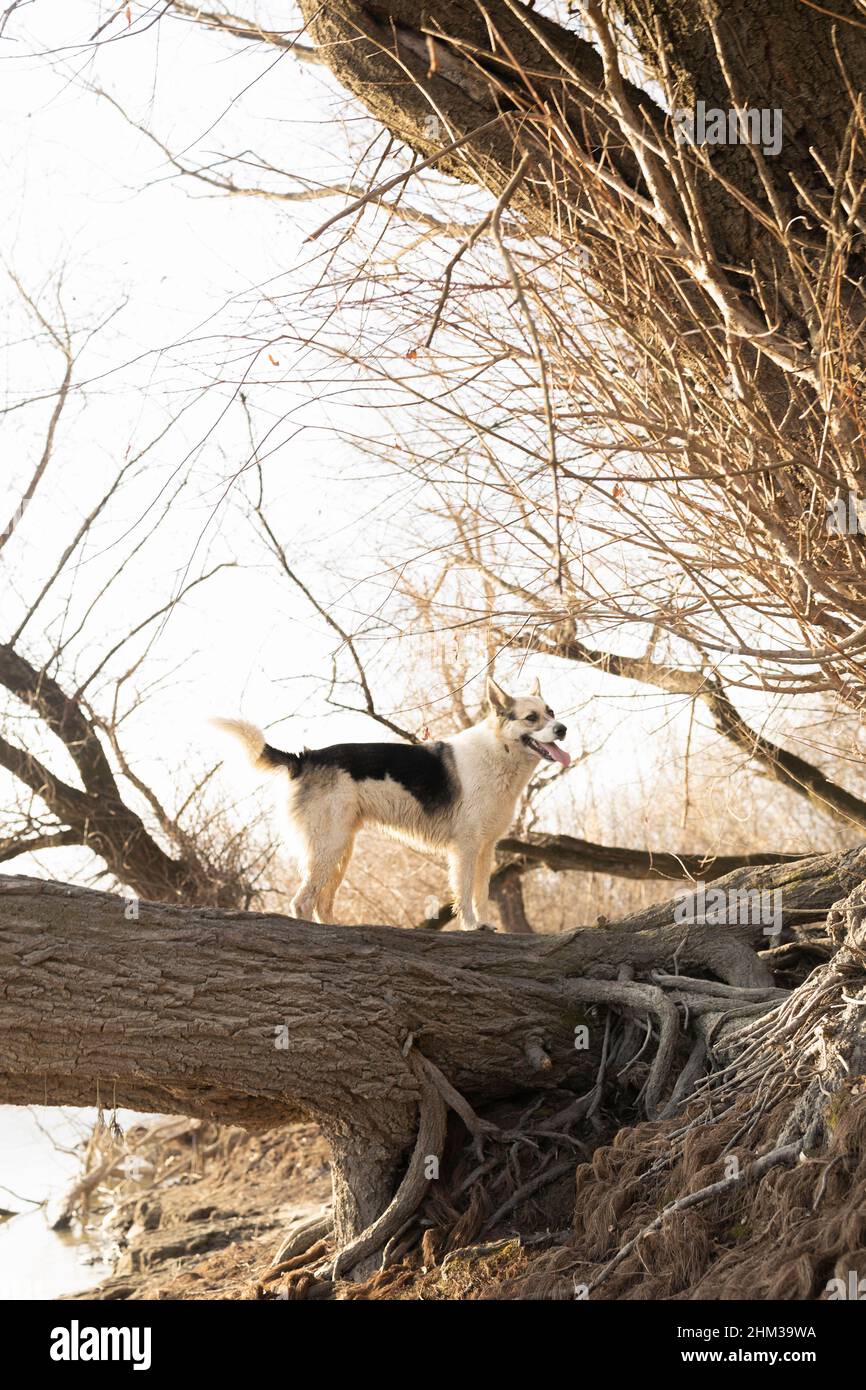 Homeless but domesticated stray dog posing Stock Photo