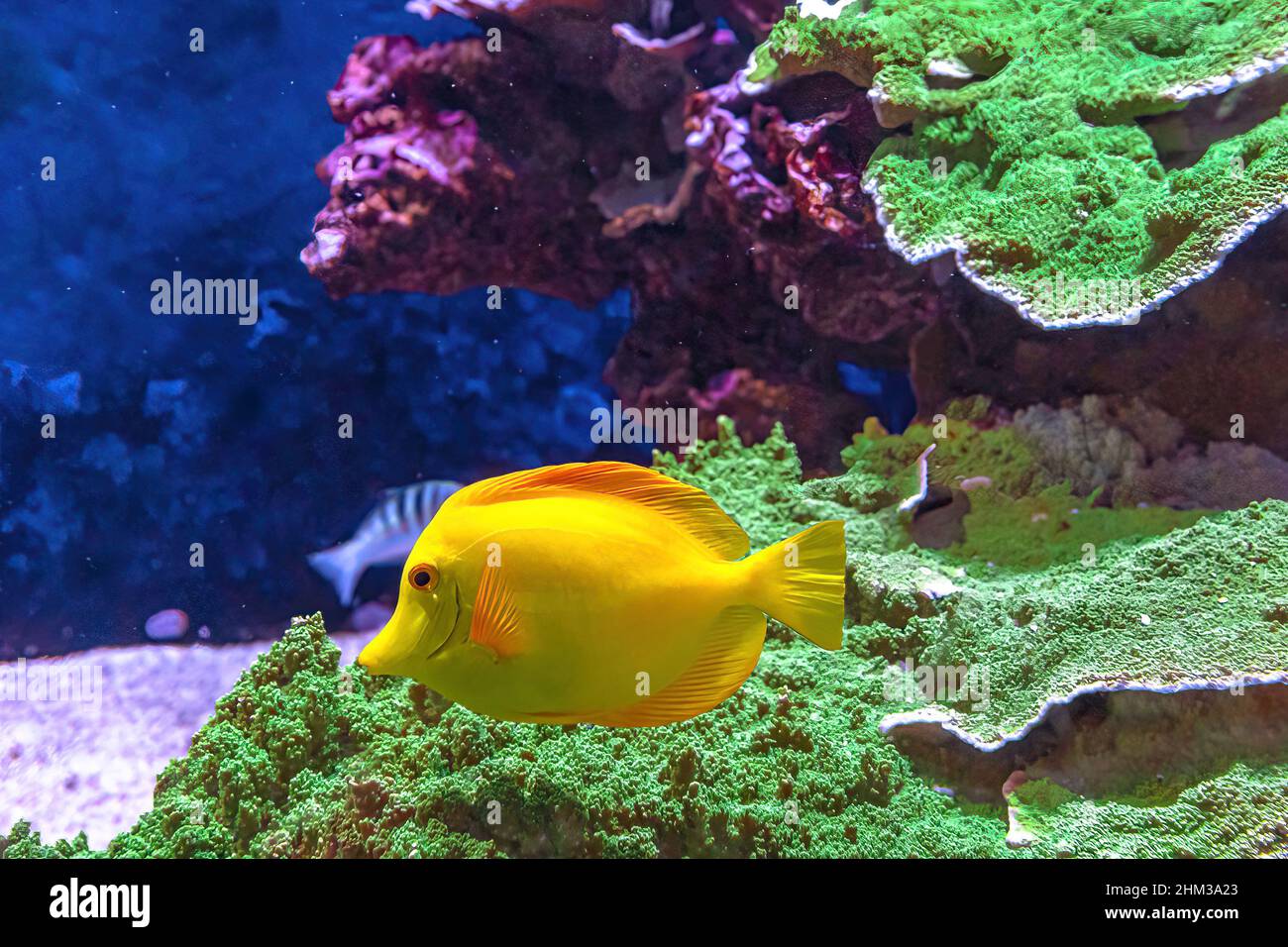 close up of Yellow Tang surgeonfish of aquarium in coral reef. Zebrasoma flavescens species living in Pacific Ocean between Hawaii and Japan. Stock Photo