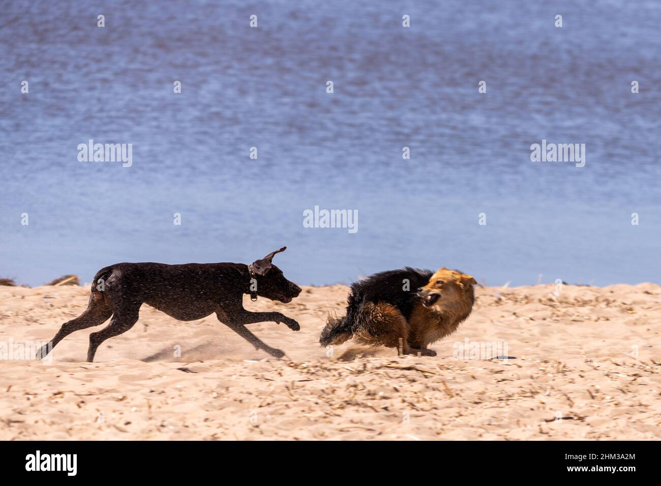 Two dogs playing or fighting on a sandy beach Stock Photo - Alamy