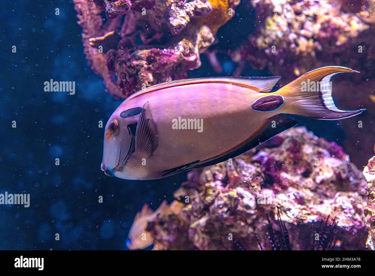 Orange Shoulder Tang of family Acanthuridae. Acanthurus olivaceus species living in the tropical Indian Ocean and the western Pacific Ocean. Eastern Stock Photo